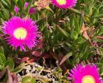 bonagia-blumenpracht.jpeg