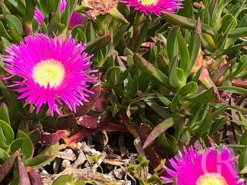 bonagia-blumenpracht.jpeg