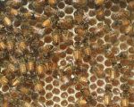casa-limoni-bienen.jpg
