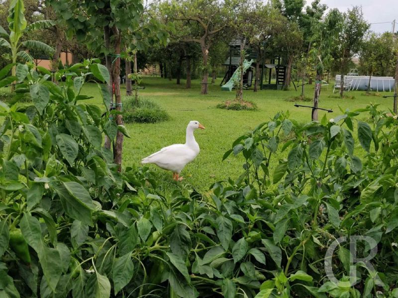 casa-limoni-gans-im-garten.jpg