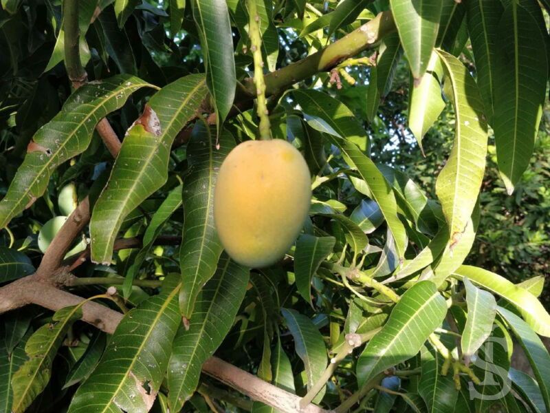 casa-limoni-mango.jpg