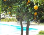 ferienwohnung-catania-pool-im-orangenhain.jpg