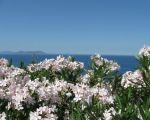 ferienwohnung-la-pagliera-bluehender-oleander.jpg