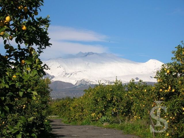 ferienwohnungen-im-agriturismo-blick-auf-den-etna.JPG
