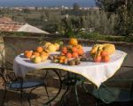 ferienwohnungen-im-agriturismo-reiche-zitronen-und-orangenernte.jpg