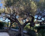 casa-eoliana-alter-olivenbaum.jpeg