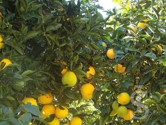 ferienwohnung-san-giorgio-reife-orangen.jpg
