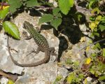 lo-zingaro-ueberall-flitzen-die-kleinen-salamander-umher.JPG