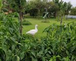 casa-limoni-gans-im-garten.jpg