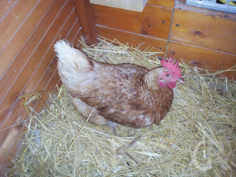 casa-limoni-huehner-im-stall.jpg