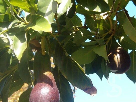 ferienwohnung-san-giorgio-reife-avocados.jpg