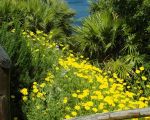 lo-zingaro-ueppig-bluehende-blumen-am-meer.JPG