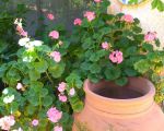 blumen.jpg