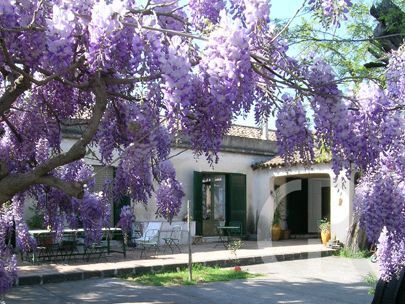 casa-di-pippinitto-bluehende-glyzinie.jpg