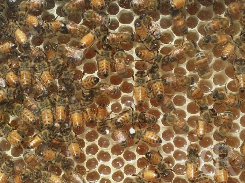 casa-limoni-bienen.jpg