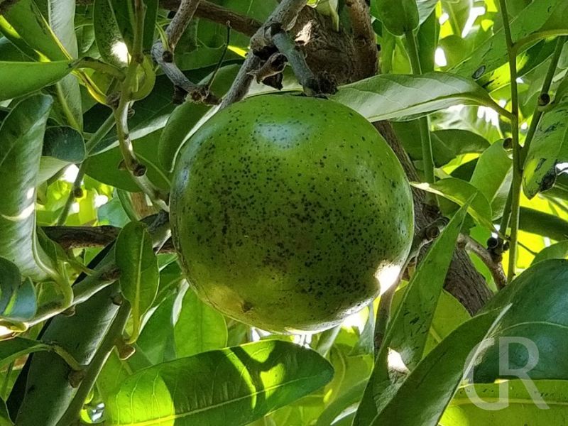 casa-limoni-fruechte-im-garten.jpg