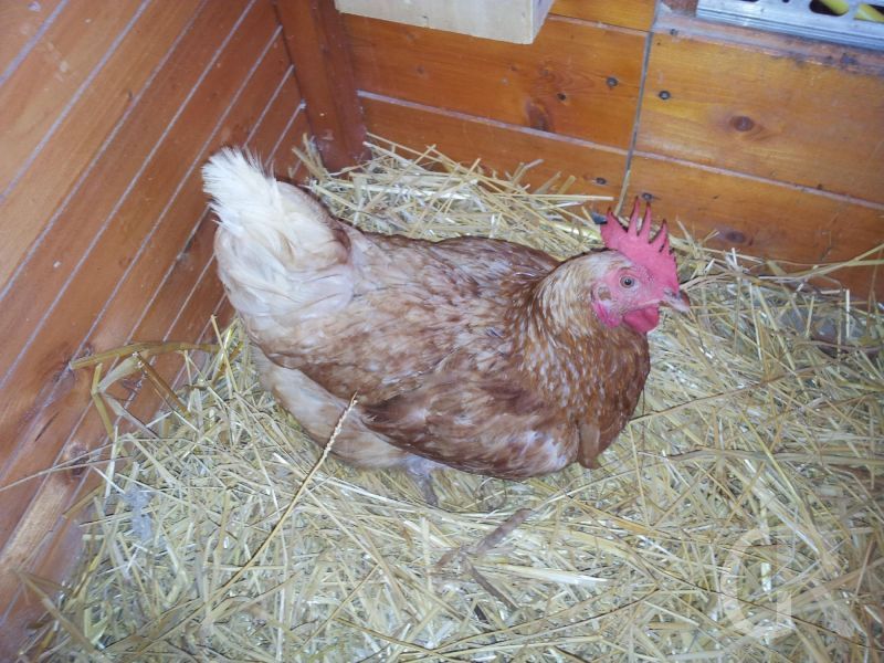 casa-limoni-huhn.jpg
