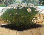 ferienwohnung-antonella-blumen-im-garten.jpg