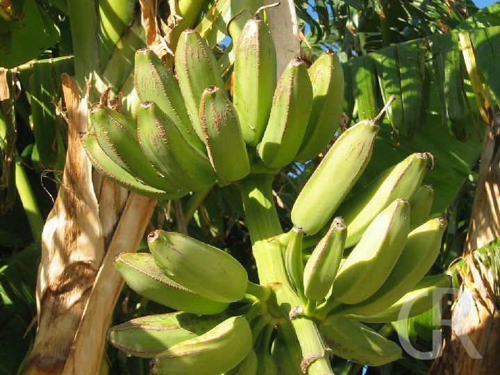 ferienwohnung-menfi-bananen.JPG