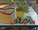 casa-di-pippinitto-gemuese-aus-dem-garten.jpg