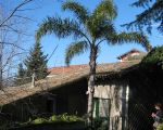 casa-di-pippinitto-mit-palme-am-eingang.jpg
