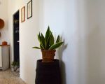 ferienwohnung-agave.jpg