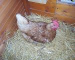 casa-limoni-huhn.jpg