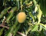 casa-limoni-mango.jpg