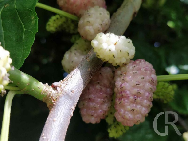 casa-limoni-maulbeeren.jpg