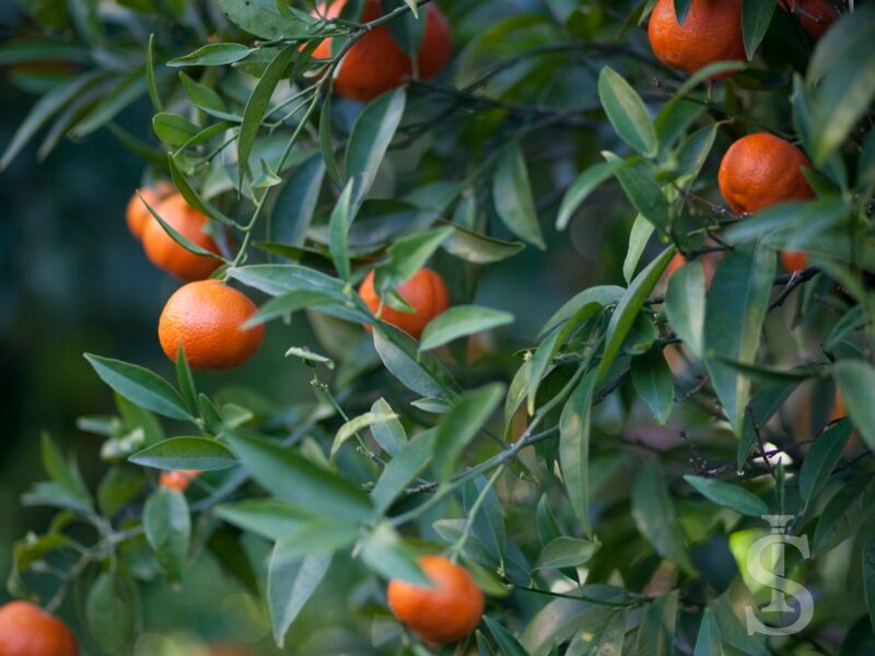 mandarinenbaeume.JPG