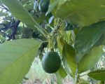 casa-eoliana-avocado.jpeg