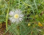 lo-zingaro-ueppig-bluehende-natur.JPG