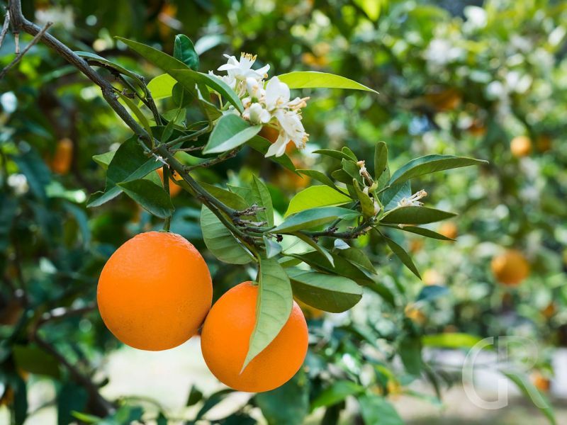 villa-giuffre-orangen.jpg