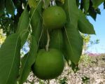 casa-pergola-tolle-fruechte.jpg