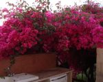 ferienwohnung-bel-vedere-mit-ueppig-bluehenden-blumen.JPG