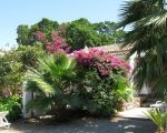ferienwohnung-san-giorgio-bluehende-oleander-und-bougainvillea.jpg