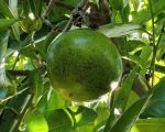 casa-limoni-fruechte-im-garten.jpg