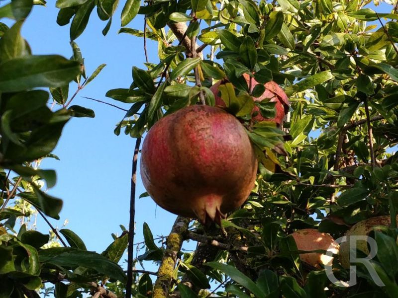 casa-limoni-granatapfel.jpg