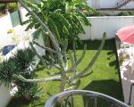casa-marinella-blick-in-den-garten.JPG