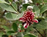 casa-limoni-schoene-blumen-imgarten.jpg