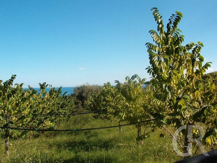 ferienwohnung-san-giorgio-blick-von-dem-olivenhain-auf-das-meer.jpg