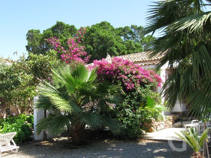 ferienwohnung-san-giorgio-bluehende-oleander-und-bougainvillea.jpg