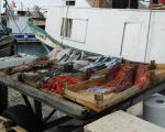 fischangebot-in-trapani.JPG