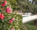 villa-laura-bluehende-rosen.jpg