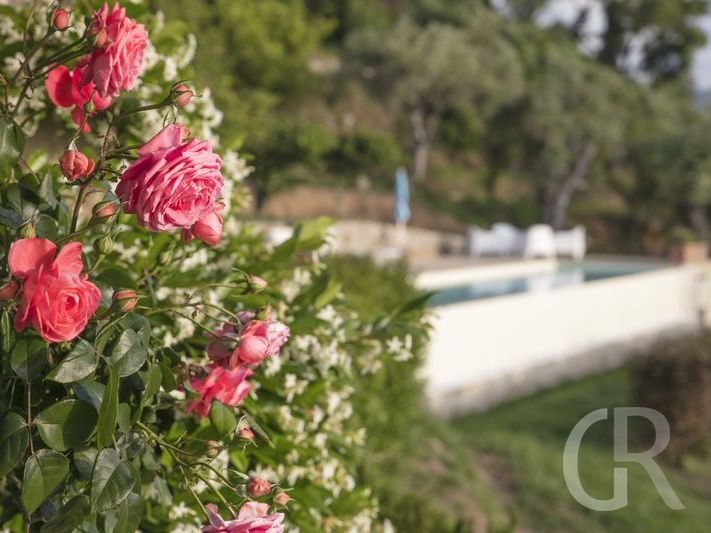 villa-laura-bluehende-rosen.jpg