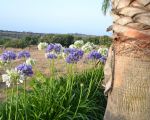 blumen-in-der.jpg