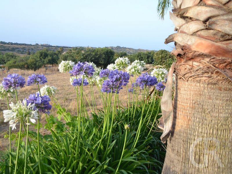 blumen-in-der.jpg
