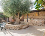 villa-ziguli-olivenbaum.jpg