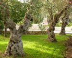agriturismo-olivenhain.JPG