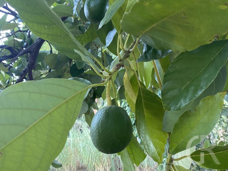 casa-eoliana-avocado.jpeg